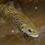 Strike Tiger Trout Frog – Trellys