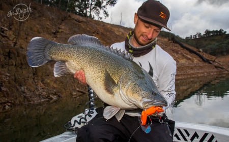 Thristy lure murray cod